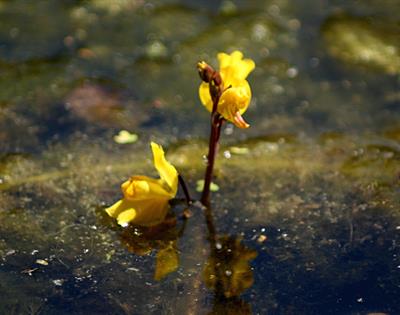 utricularia vulgaris